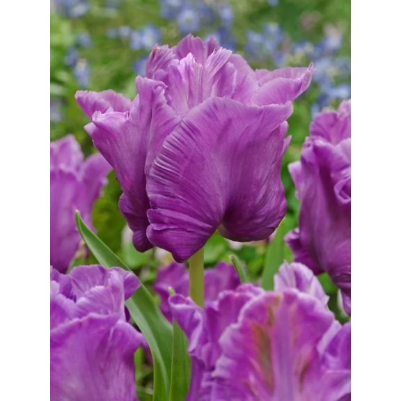 Blue parrot tulipán (méret: 12/+) Blue parrot tulipán (méret: 12/+)