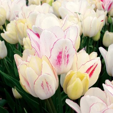 Candy club tulipán (méret: 12/+)