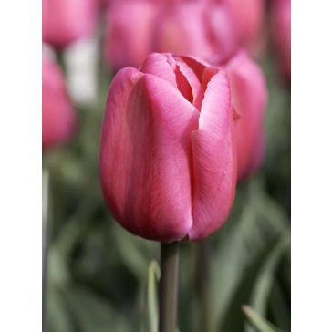 Carola tulipán (méret:11/12)