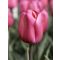 Carola tulipán (méret:11/12)