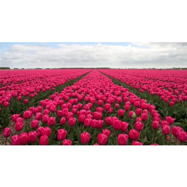 Carola tulipán (méret:11/12)