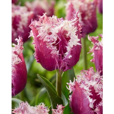 Crunchy cummins tulipán ( méret: 11/12)