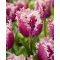 Crunchy cummins tulipán ( méret: 11/12)
