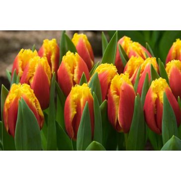 Davenport tulipán (méret: 12/+)