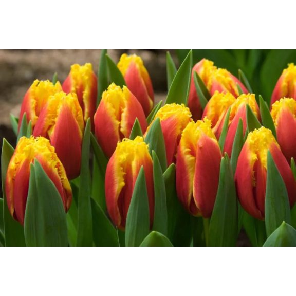 Davenport tulipán (méret: 12/+) Davenport tulipán (méret: 12/+)