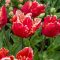 Dee jay parrot tulipán (méret: 10/11)