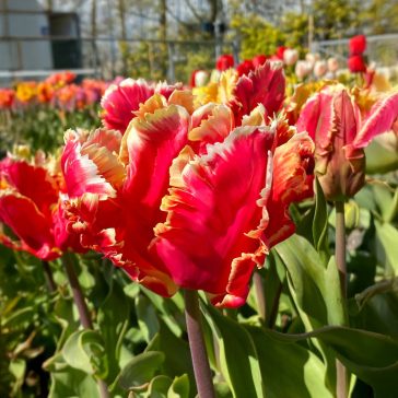 Dee jay parrot tulipán (méret: 10/11)