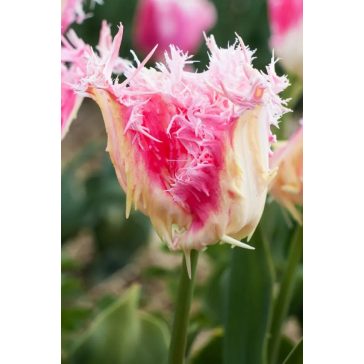 Drankensteyn tulipán (méret: 11/12)