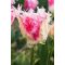 Drankensteyn tulipán (méret: 11/12)