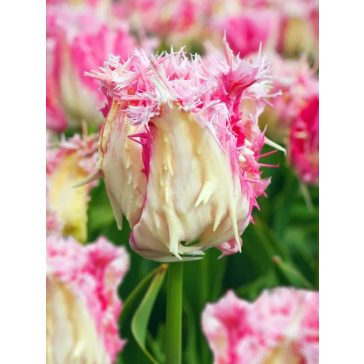 Drankensteyn tulipán (méret: 11/12)