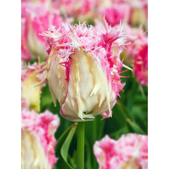 Drankensteyn tulipán (méret: 11/12)