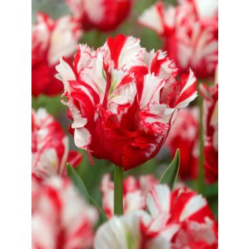 Estella Rijnveld tulipán (méret: 10/11)
