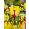 Flaming parrot tulipán (méret: 12/+)