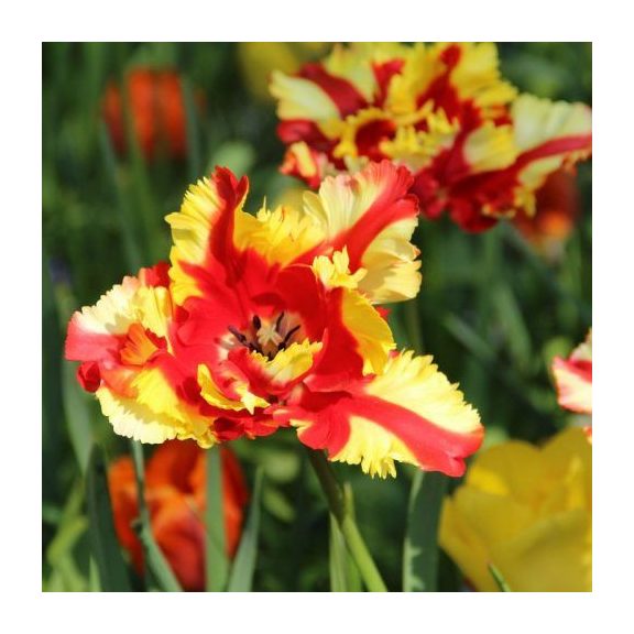 Flaming parrot tulipán (méret: 12/+)
