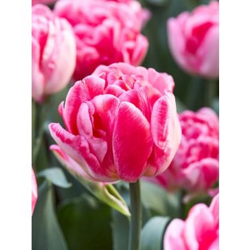 Foxtrot tulipán (méret: 11/12)