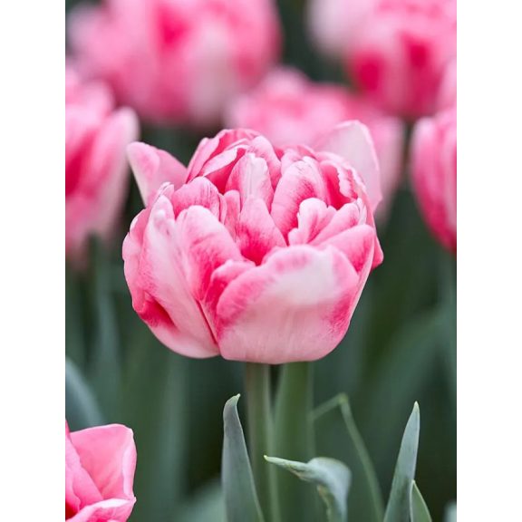 Foxtrot tulipán (méret: 11/12) Foxtrot tulipán (méret: 11/12)