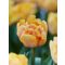 Foxy foxtrot tulipán (méret: 11/12)