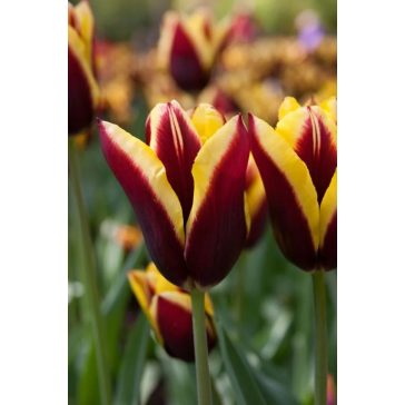 Gavota tulipán (méret: 12/+)