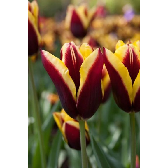 Gavota tulipán (méret: 12/+) Gavota tulipán (méret: 12/+)