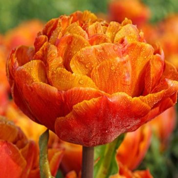 Gudoshnik double tulipán (méret: 12/+)