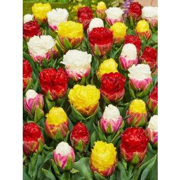 Ice cream mix tulipán (méret: 11/12)