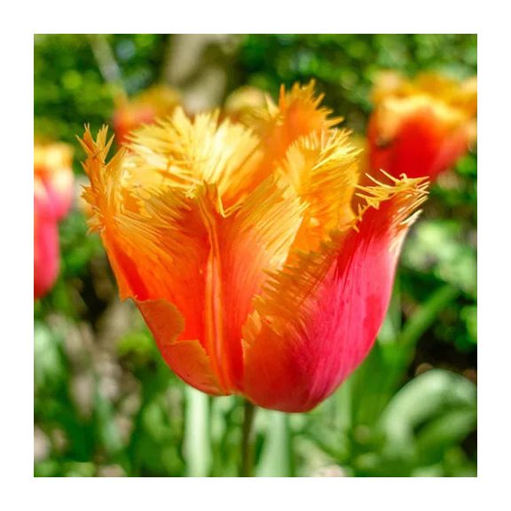 Lambada tulipán (méret: 12/+) Lambada tulipán (méret: 12/+)