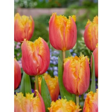 Lambada tulipán (méret: 12/+)