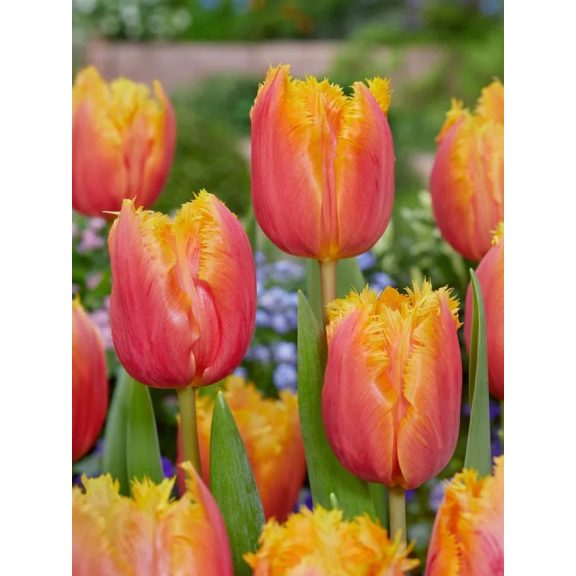 Lambada tulipán (méret: 12/+) Lambada tulipán (méret: 12/+)