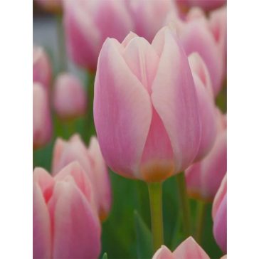 Mandy's choice tulipán (méret: 12/+)