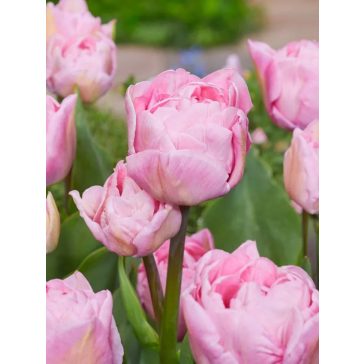 Mariage tulipán (méret: 11/12)