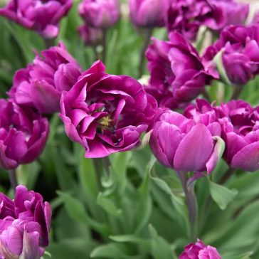 Negrita double tulipán (méret: 11/12)
