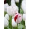 One direction tulipán (méret: 12/+)