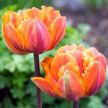 Orange princess tulipán (méret: 12/+)