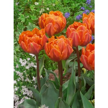 Orange princess tulipán (méret: 12/+)