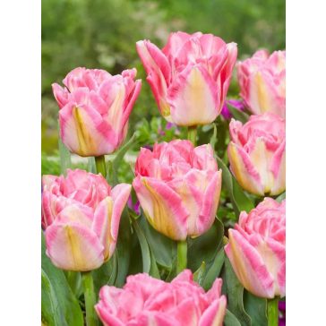 Pink delight tulipán (méret: 11/12)