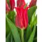 Pretty woman tulipán (méret: 12/+)