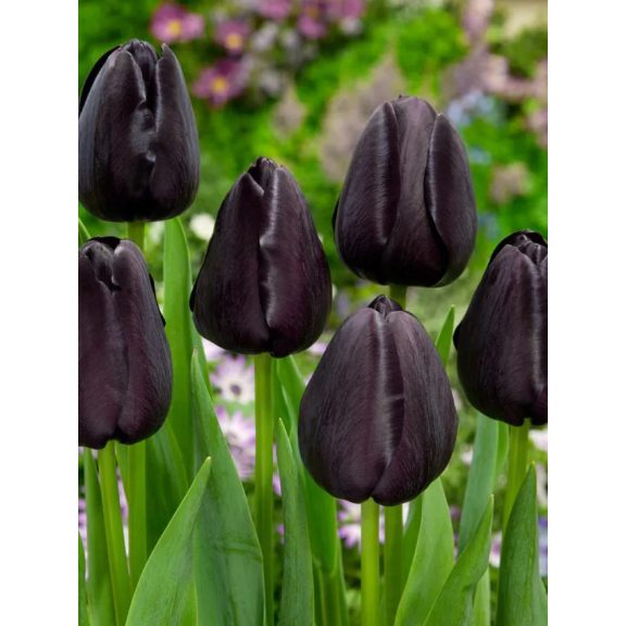 Queen of night tulipán (méret: 12/+)