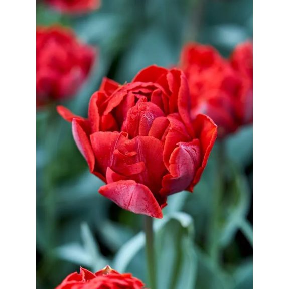 Red princess tulipán (méret: 12/+) Red princess tulipán (méret: 12/+)