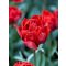Red princess tulipán (méret: 12/+)