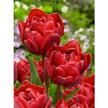Red princess tulipán (méret: 12/+)