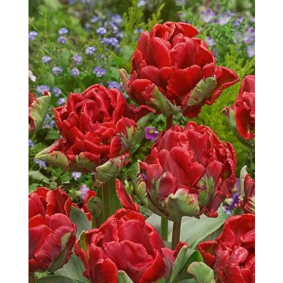 Rococo double tulipán (méret: 12/+) Rococo double tulipán (méret: 12/+)