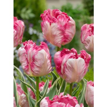 Silver parrot tulipán (méret: 11/12)