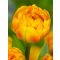Sun lover tulipán (méret: 12/+)