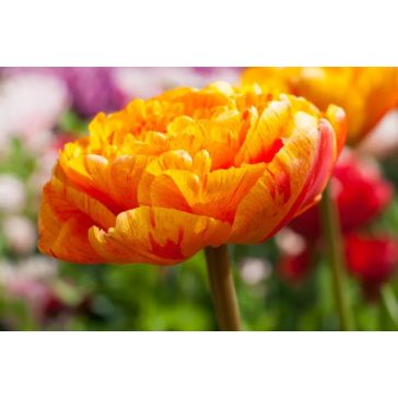 Sun lover tulipán (méret: 12/+)