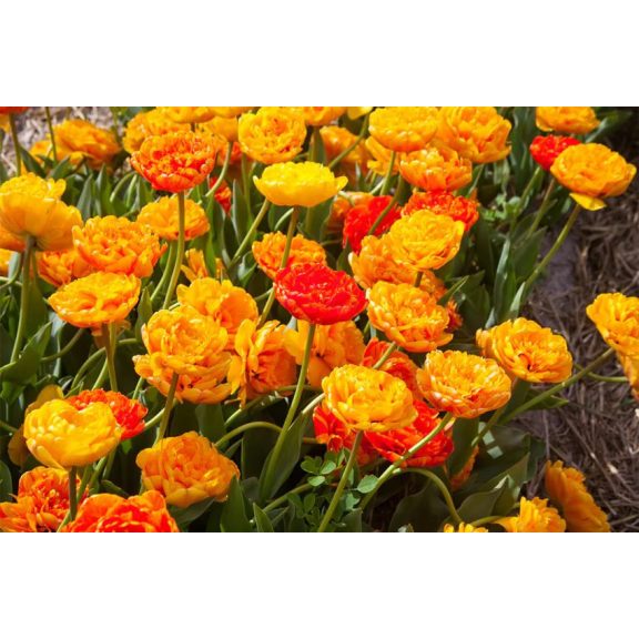 Sun lover tulipán (méret: 12/+) Sun lover tulipán (méret: 12/+)