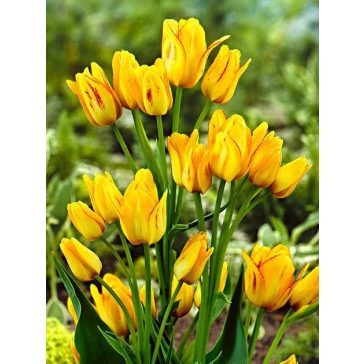 Sunshine club tulipán (méret: 12/+)