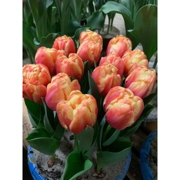 Tasmania tulipán (méret: 12/+) Tasmania tulipán (méret: 12/+)