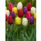 Triumph mix tulipán (méret: 11/12)