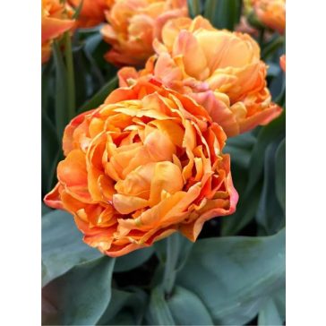 Valdivia tulipán (méret: 12/+)