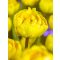 Yellow pomponette tulipán (méret: 12/+)